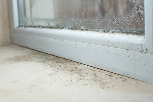 Best Mold Odor Removal Services  in Yazoo City, MS